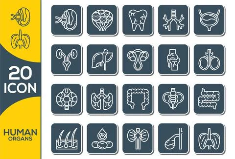 Human organs vector icons set, modern solid symbol collection, filled style p Stock Illustration
