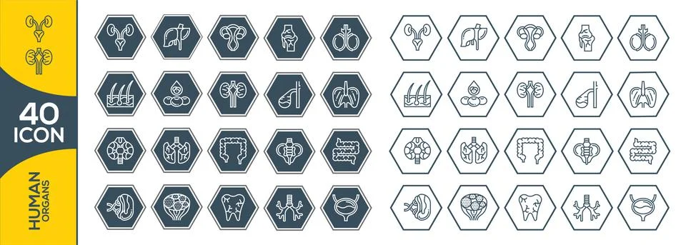 Human organs vector icons set, modern solid symbol collection, filled style p Stock Illustration