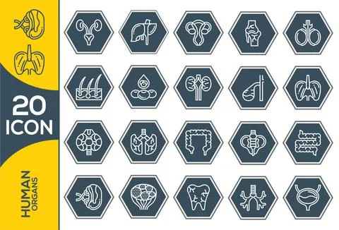 Human organs vector icons set, modern solid symbol collection, filled style p Stock Illustration