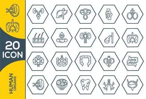 Human organs vector icons set, modern solid symbol collection, filled style p Stock Illustration