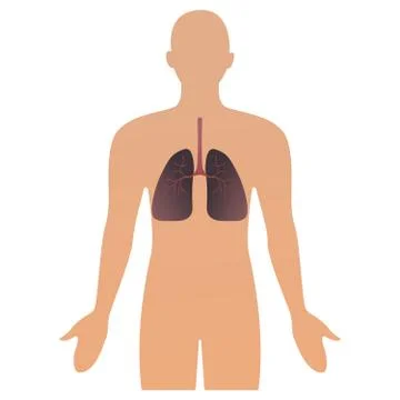 Human organs vector illustration. human anatomical man silhouette with organ Stock Illustration