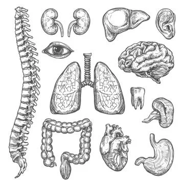 Human organs vector sketch body anatomy icons Stock Illustration