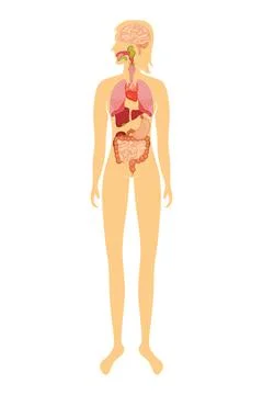 Human organs in vector on a white background. Female Stock Illustration