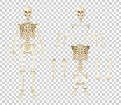 Human osteology reference displaying articulated, separated osseous structures 스톡 일러스트