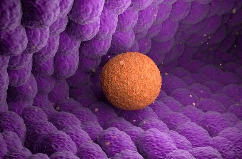 Human Ovum (egg) move in Fallopian Tube Stock Illustration