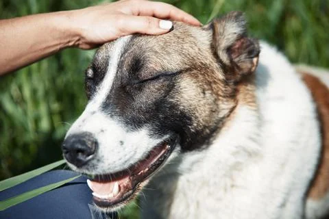 Human pampering dog Stock Photos