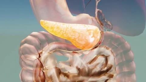 Human Pancreas Anatomy, 3D reander Stock Footage