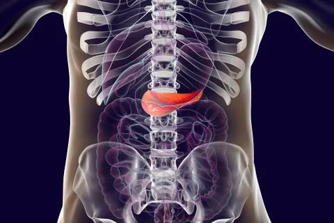 Human pancreas anatomy Stock Illustration