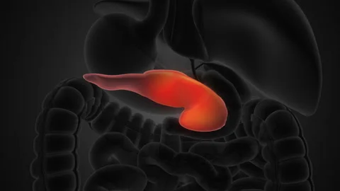 Human pancreas anatomy medical backgroun... Biology Diagrams