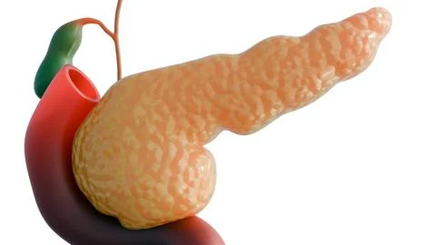 The human pancreas and duodenum and gallbladder Stock Illustration