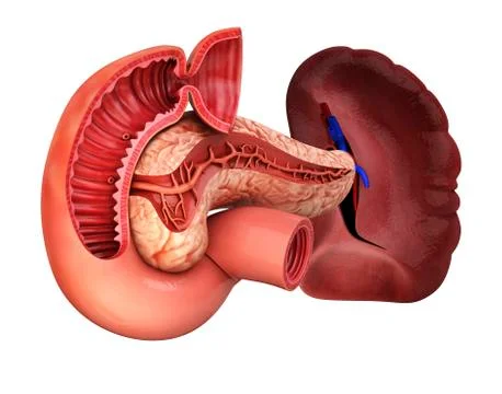 Human pancreas, artwork Stock Illustration