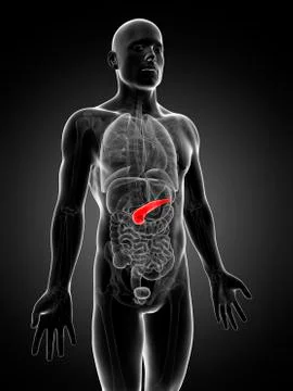 Human pancreas, artwork Stock Illustration