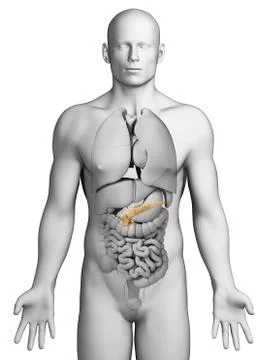 Human pancreas, artwork Stock Illustration