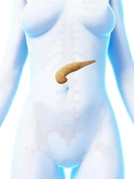 Human pancreas, artwork Illustrazione stock