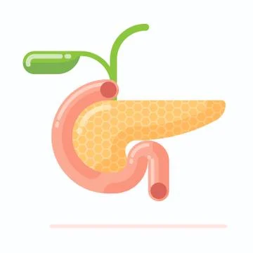 Human pancreas with gall bladder Stock Illustration