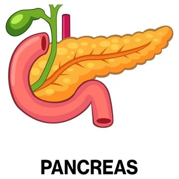 Human pancreas vector icon Stock Illustration