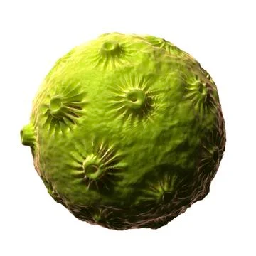 Human papillomavirus virus, artwork Stock Illustration