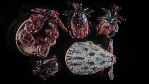 Human parasites ticks, mites, Ixodes scapularis or deer tick or blacklegged tick Stock Footage 74304360