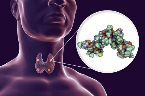 Human parathyroid hormone Stock Illustration