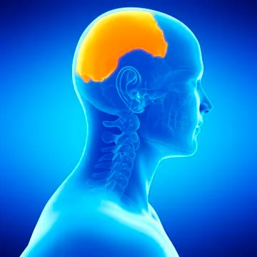 Human parietal bone, illustration Stock-Illustration