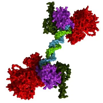Human PARP-1 Bound To A DNA Double Strand Break 3D Model