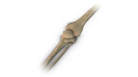 Human Patella bone isolated on white background 库存插图
