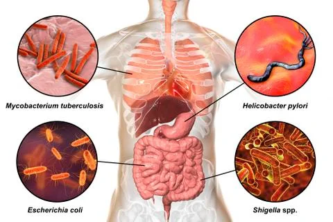 Human pathogenic microbes, respiratory and enteric pathogens Stock Illustration