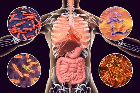 Human pathogenic microbes, respiratory and enteric pathogens Illustrazione stock