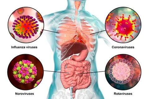Human pathogenic viruses causing respiratory and enteric infections Illustrazione stock