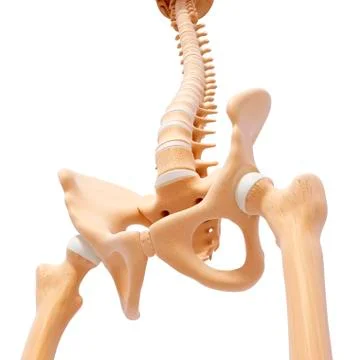 Human pelvic bones, artwork Stock Illustration