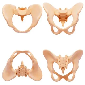 Human pelvic bones, artwork Stock Illustration