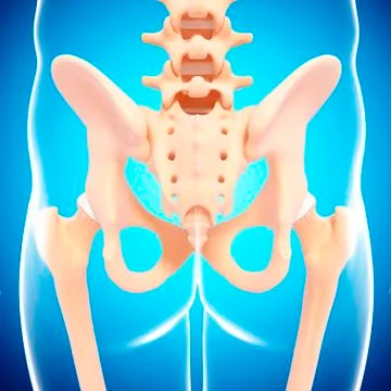 Human pelvic bones, artwork Stock Illustration