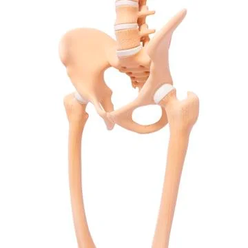 Human pelvic bones, artwork Stock Illustration