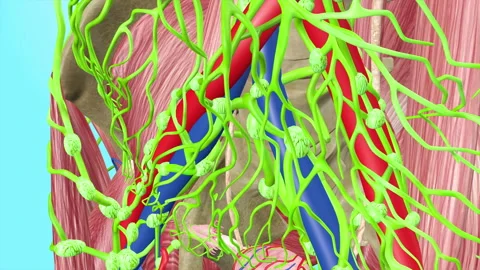 Human  Pelvic Lymph Nodes  Lymphatic System Stock-Footage 137793357