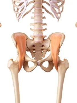 Human pelvic muscles Stock Illustration