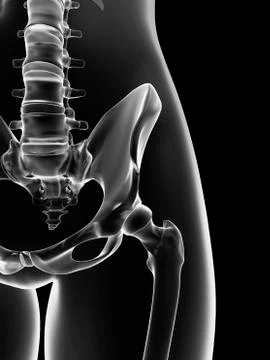 Human pelvis, artwork Stock Illustration