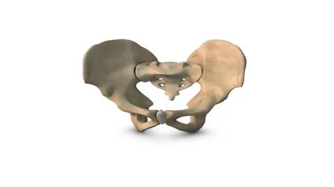 Human Pelvis bone isolated on white background イラスト素材
