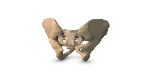 Human Pelvis bone isolated on white background Illustration
