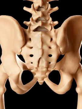 Human pelvis bones, illustration Stock Illustration