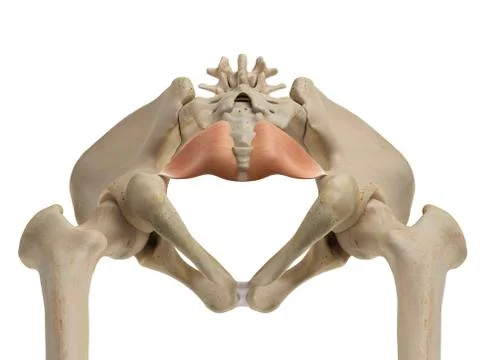 Human pelvis, illustration Stock Illustration