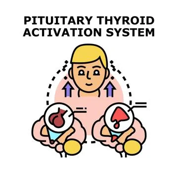 Human pituitary thyroid activation system regulation Stock Illustration