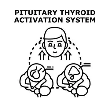 Human pituitary thyroid activation system regulation Stock Illustration