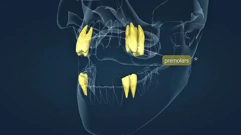 Human premolars teeth anatomy Stock Footage 312142378
