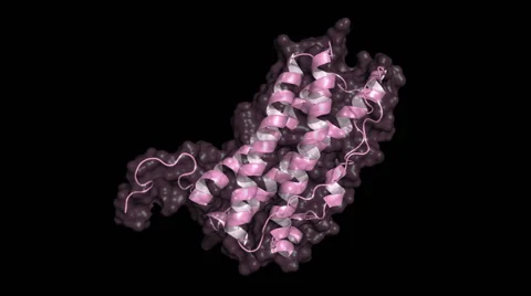 Human prolactin, rotating cartoon model with semi-transparent surface 스톡 동영상 42226266