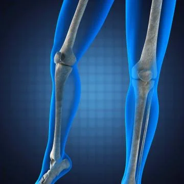 Human radiography scan Stock Illustration
