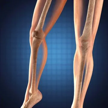 Human radiography scan Stock Illustration
