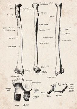 Human Radius And Ulna Bones Vintage Anatomy Illustration Stockillustratie