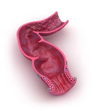 Human rectum, 3D model isolated on white イラスト素材