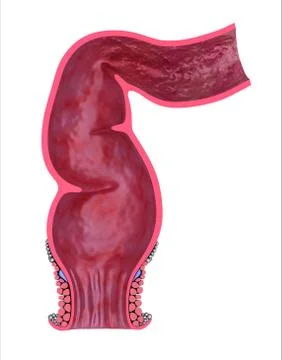 Human rectum, front view. 3D model isolated on white Illustrazione stock