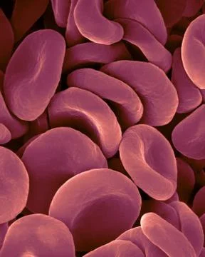 Human red blood cells, SEM Stock Photos